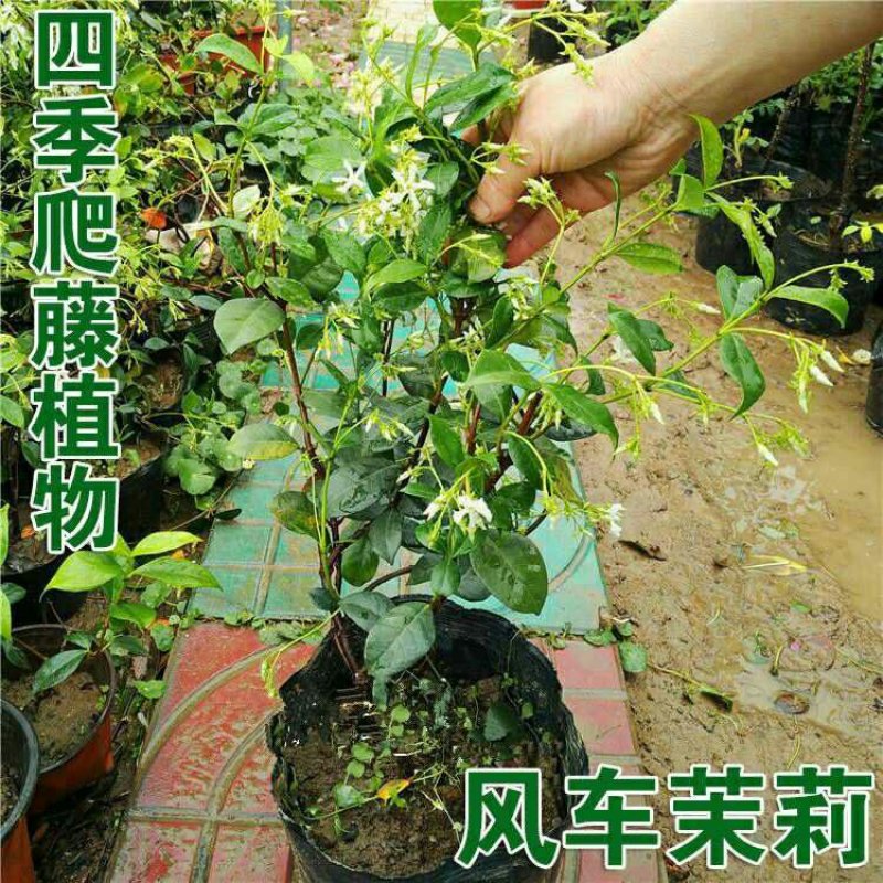 风车茉莉花苗爬藤植物大苗银丝茉莉花盆栽室内四季开花