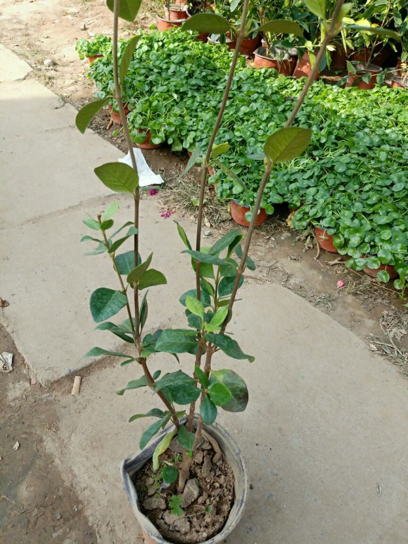 风车茉莉花苗爬藤植物大苗银丝茉莉花盆栽室内四季开花