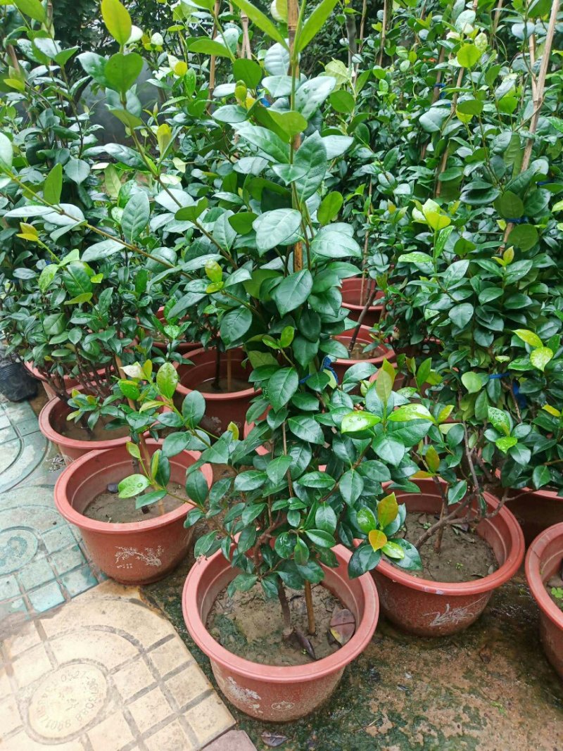 风车茉莉花苗爬藤植物大苗银丝茉莉花盆栽室内四季开花