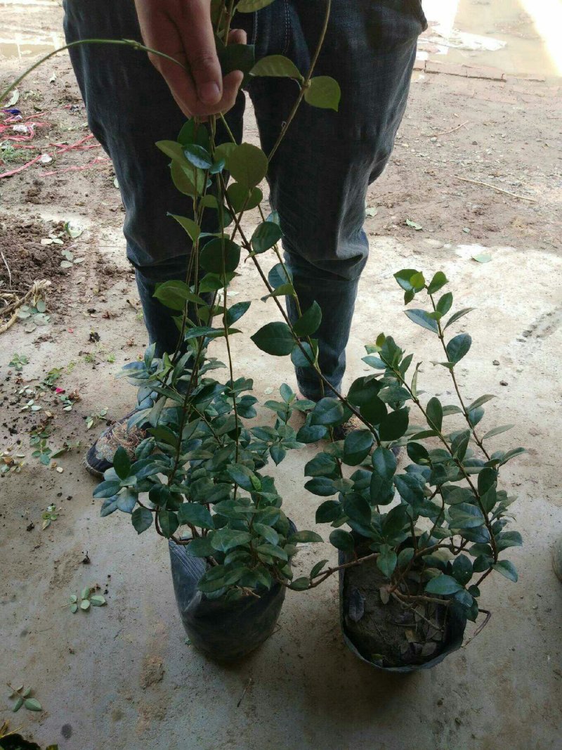 风车茉莉花苗爬藤植物大苗银丝茉莉花盆栽室内四季开花