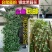 风车茉莉花苗爬藤植物大苗银丝茉莉花盆栽室内四季开花