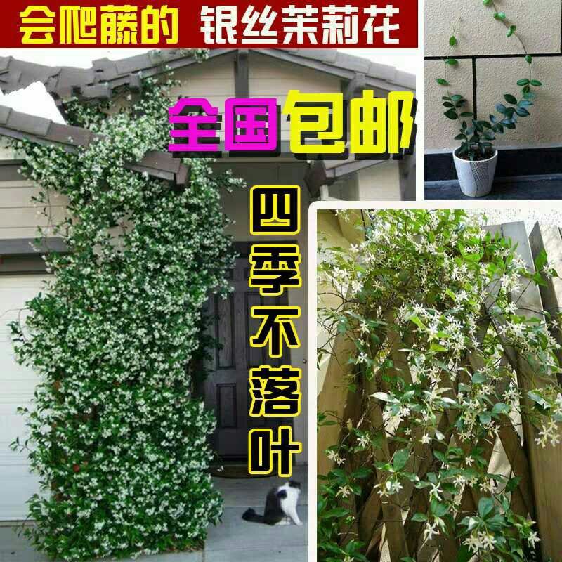 风车茉莉花苗爬藤植物大苗银丝茉莉花盆栽室内四季开花