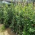 风车茉莉花苗爬藤植物大苗银丝茉莉花盆栽室内四季开花