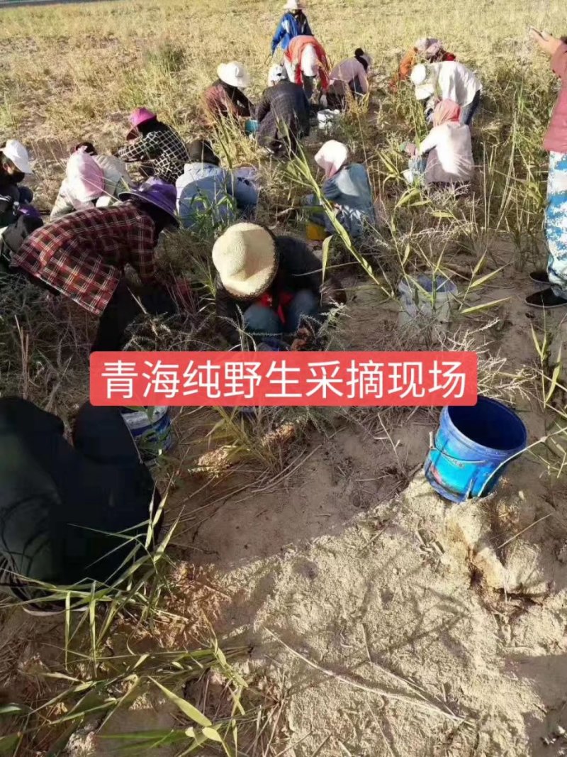 野生黑枸杞5瓶半斤礼盒装