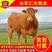 鲁西黄牛牛犊品质保证，厂家直销，专注养牛三十年
