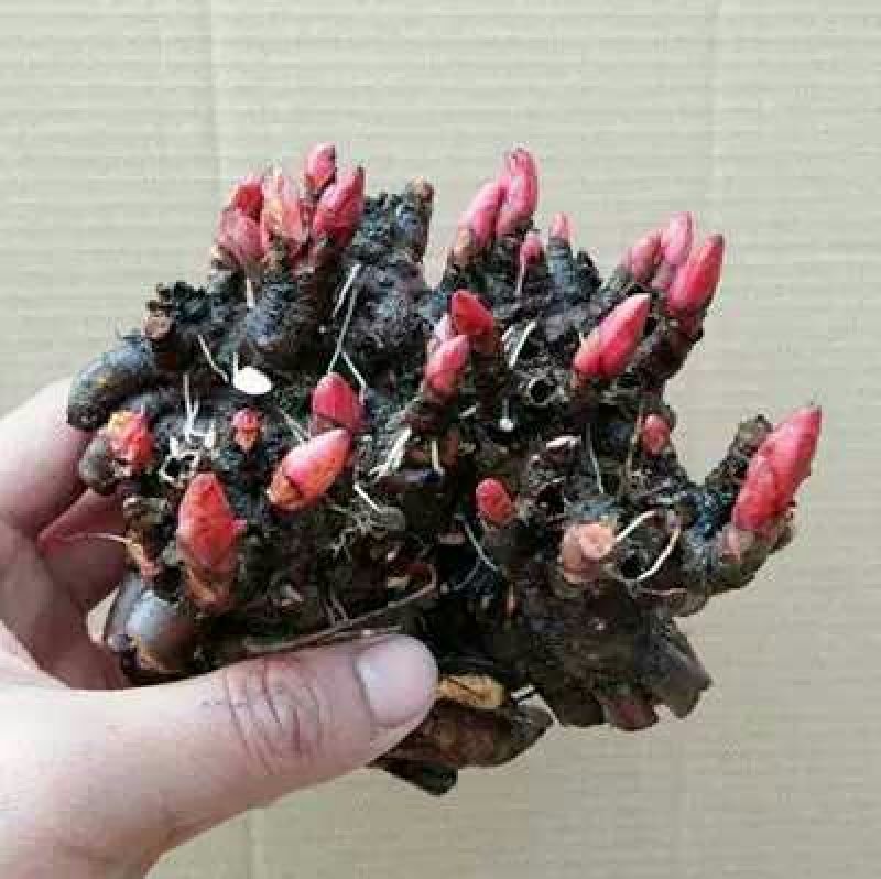 多年生芍药开花优美颜色多种观花植物