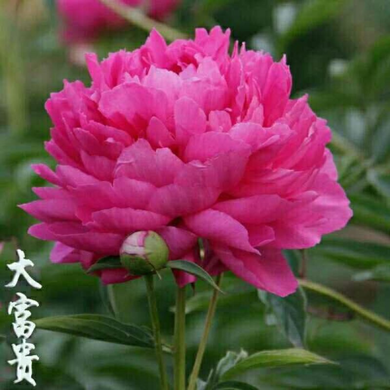 多年生芍药开花优美颜色多种观花植物