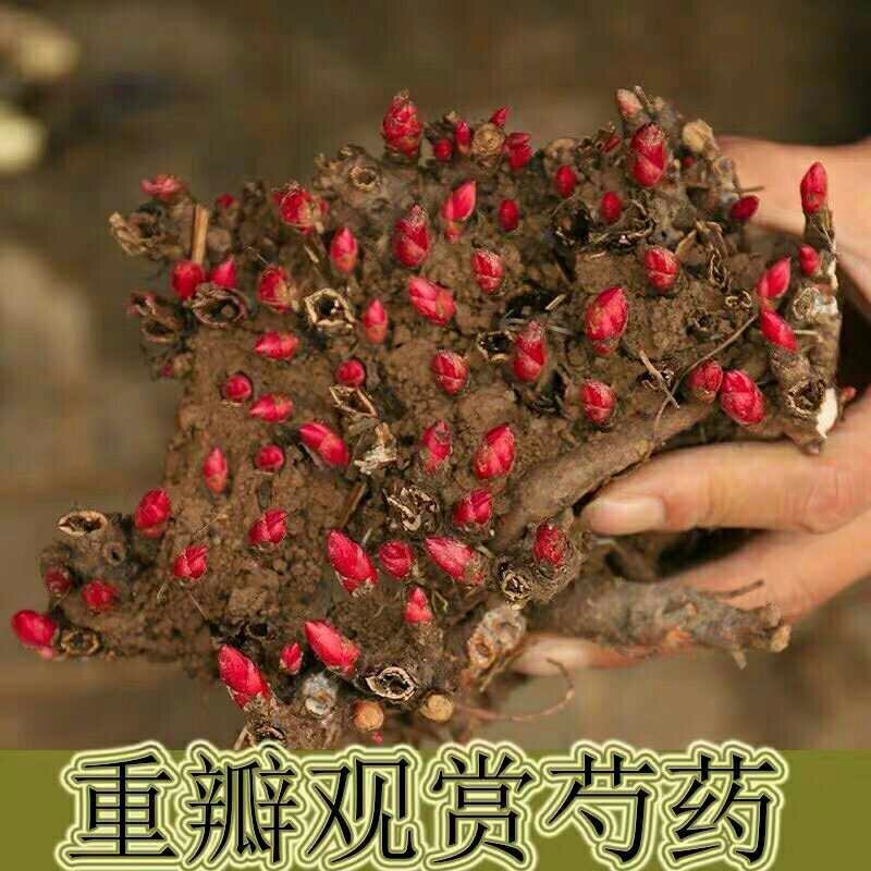 多年生芍药开花优美颜色多种观花植物