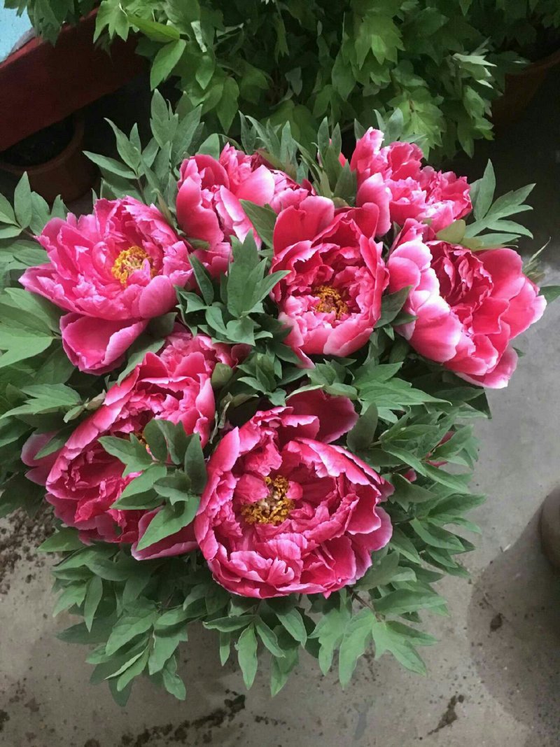 多年生芍药开花优美颜色多种观花植物