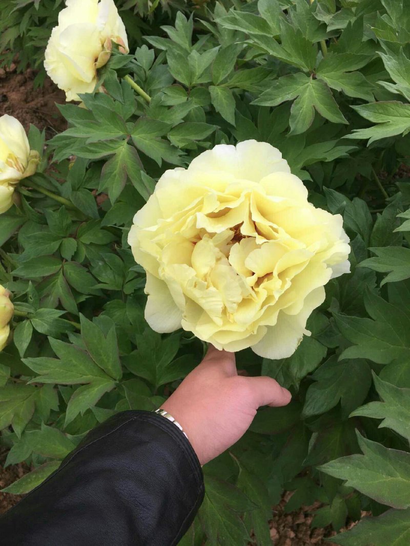 多年生芍药开花优美颜色多种观花植物