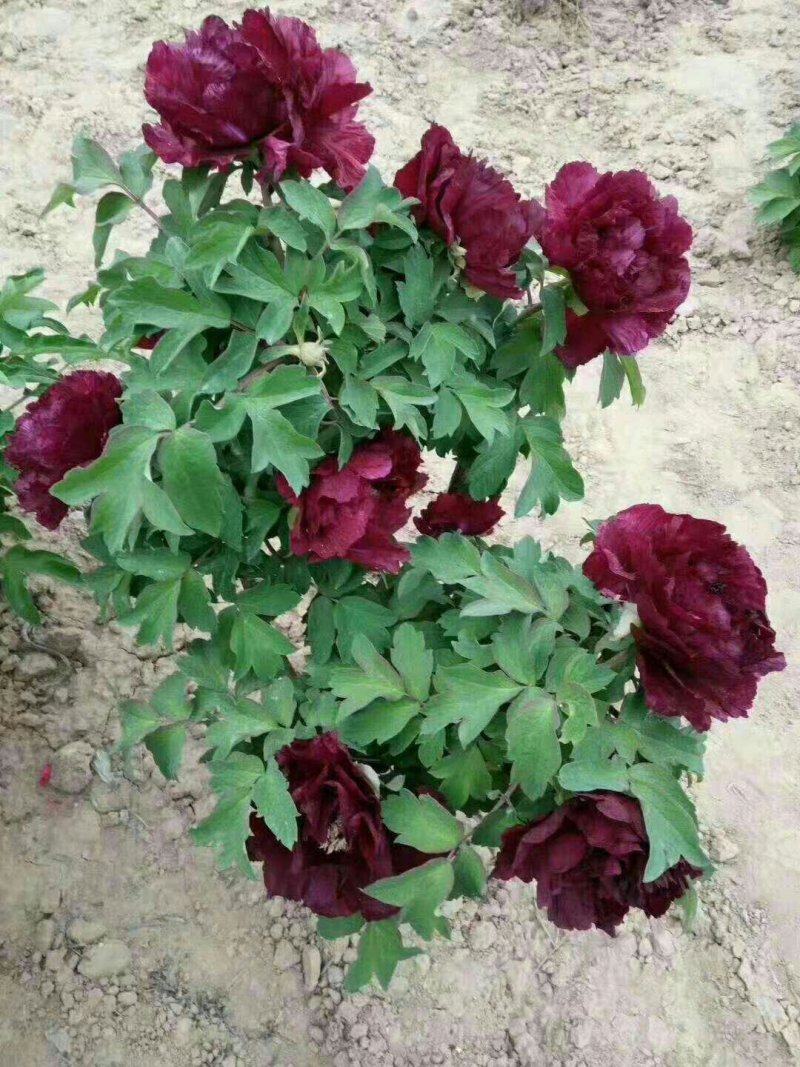 多年生芍药开花优美颜色多种观花植物
