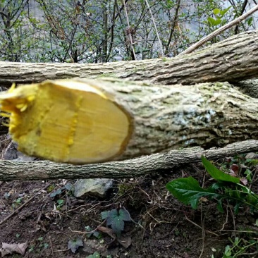 野生十大功劳，