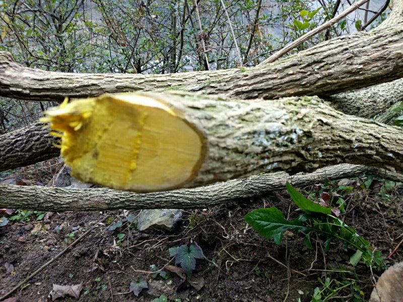 野生十大功劳，