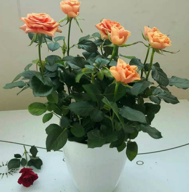 迷你玫瑰花苗盆栽观花植物