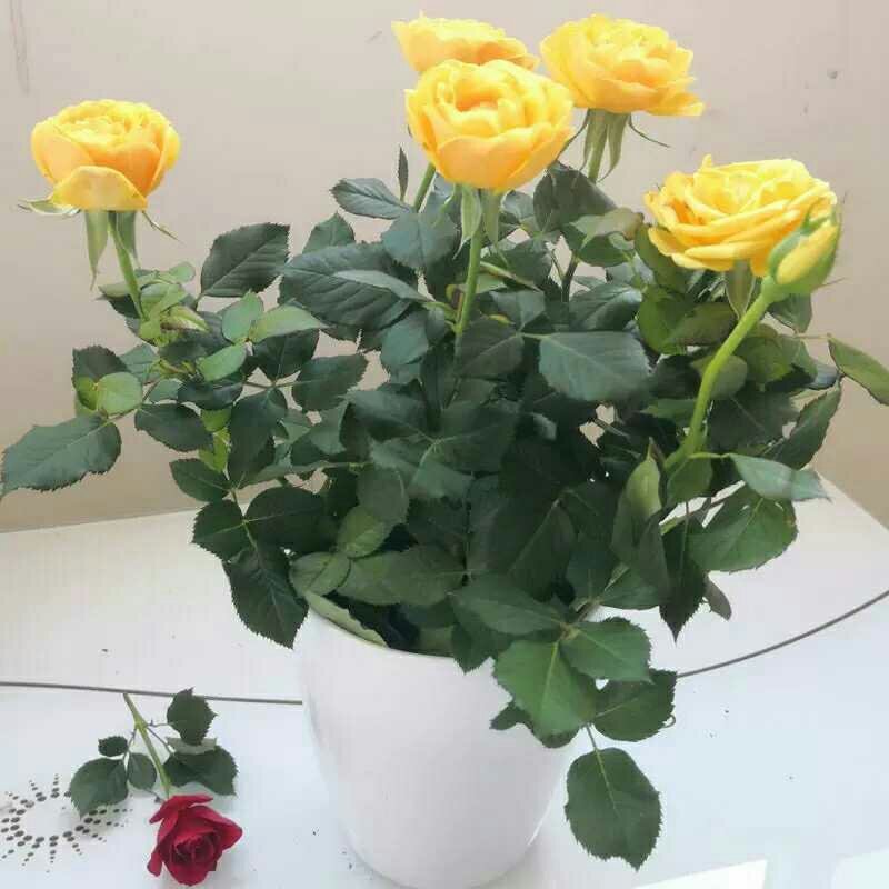 迷你玫瑰花苗盆栽观花植物
