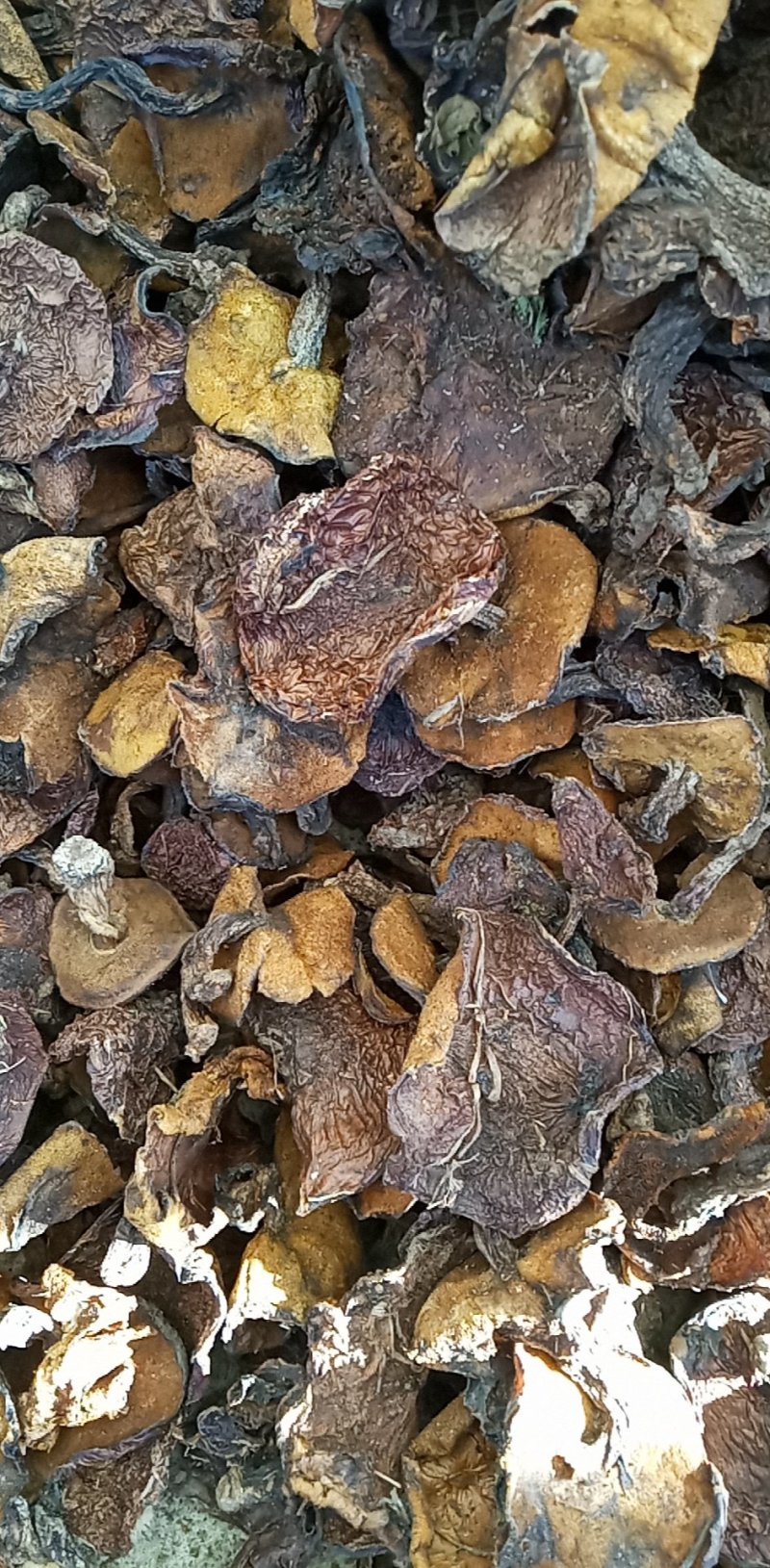 养生补品，春节的礼物
