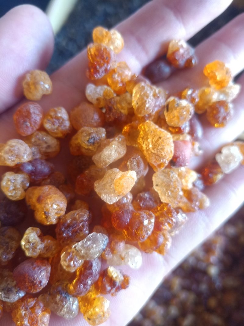 桃胶大量批发，青海柴达木盆地格尔木产地发货