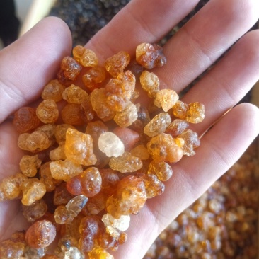 桃胶大量批发，青海柴达木盆地格尔木产地发货