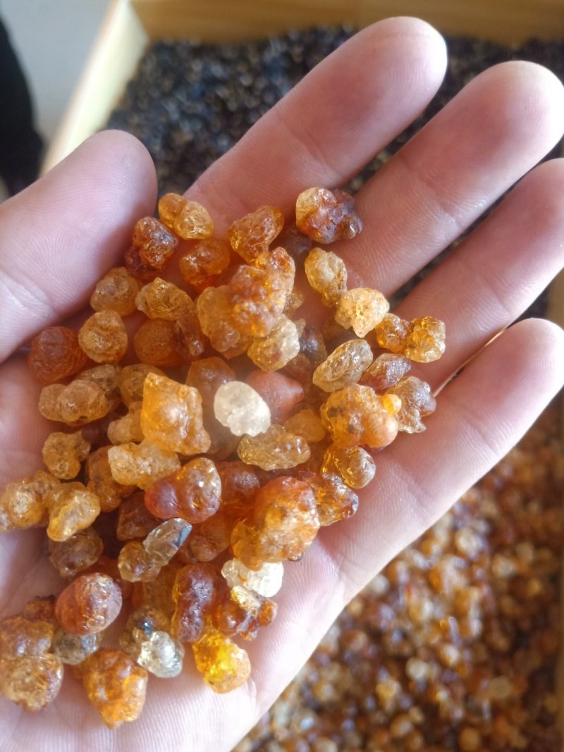 桃胶大量批发，青海柴达木盆地格尔木产地发货
