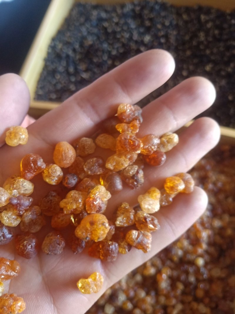 桃胶大量批发，青海柴达木盆地格尔木产地发货
