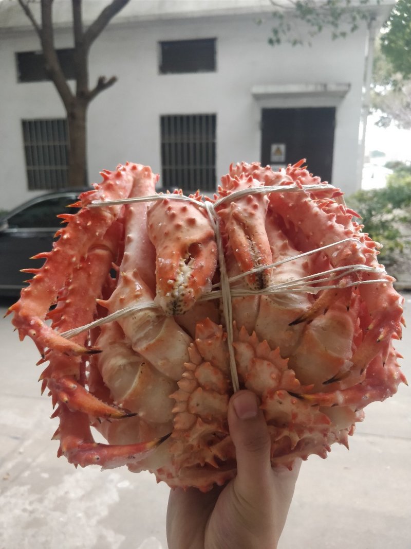 智利熟冻长刺帝王蟹饱满优质