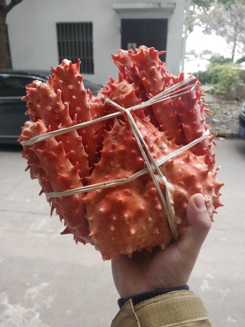 智利熟冻长刺帝王蟹饱满优质