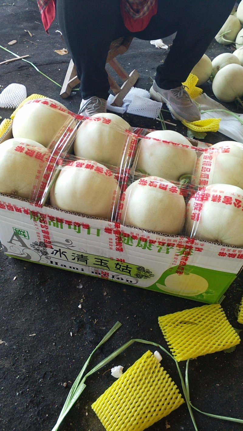 [甜瓜]山东特产玉姑甜瓜1.5斤以上通货