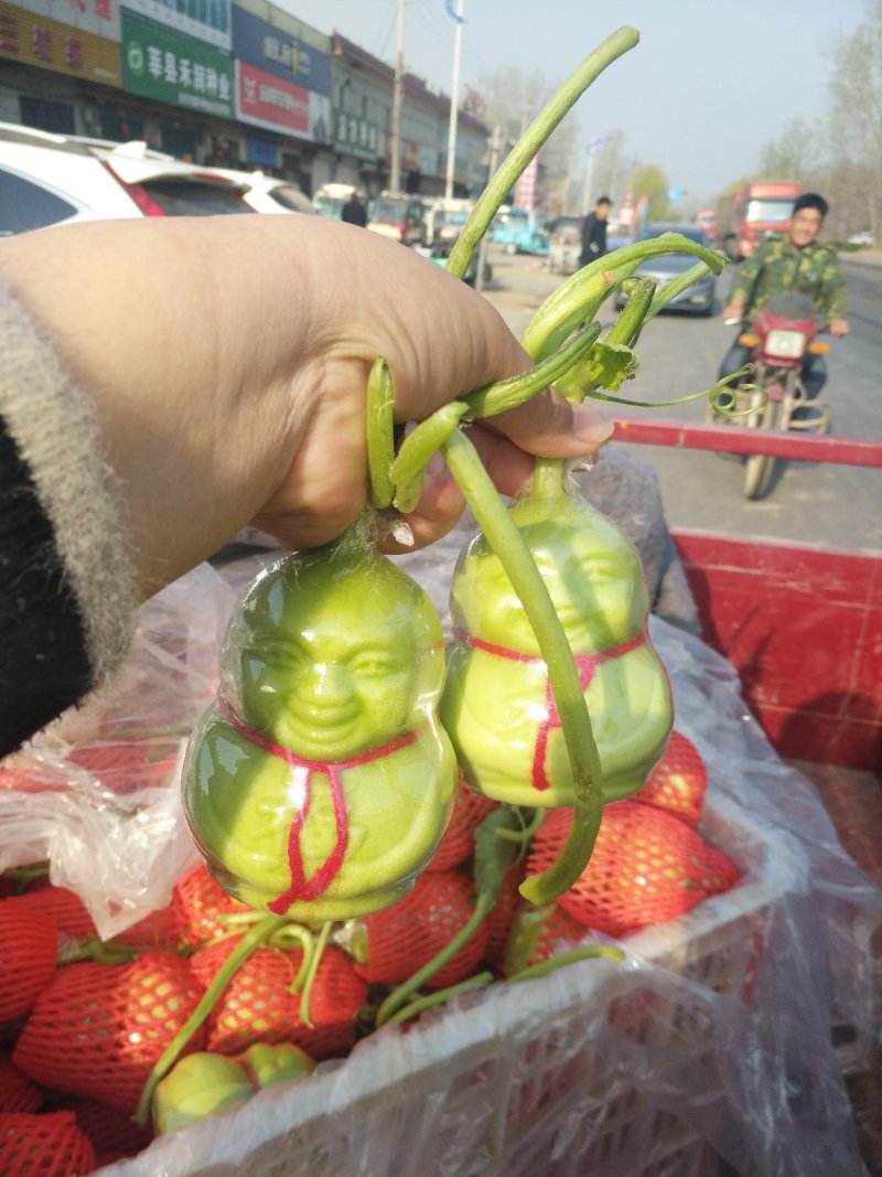 [人参果]诚招代理(一件代发，产地直供)