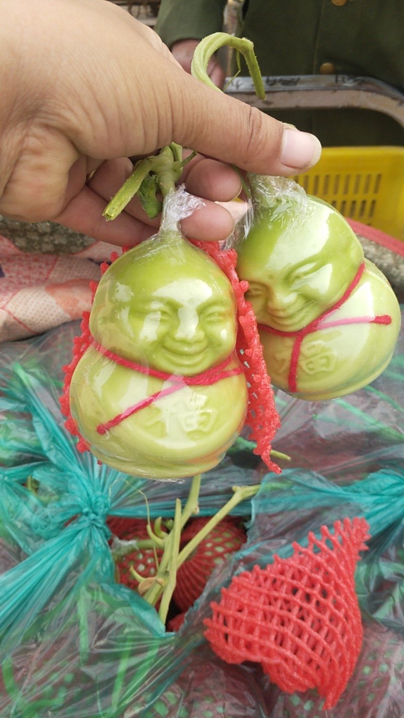 [人参果]诚招代理(一件代发，产地直供)