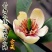 含笑花盆栽树苗室内阳台浓香型带花苞香蕉花庭院四季开花耐寒