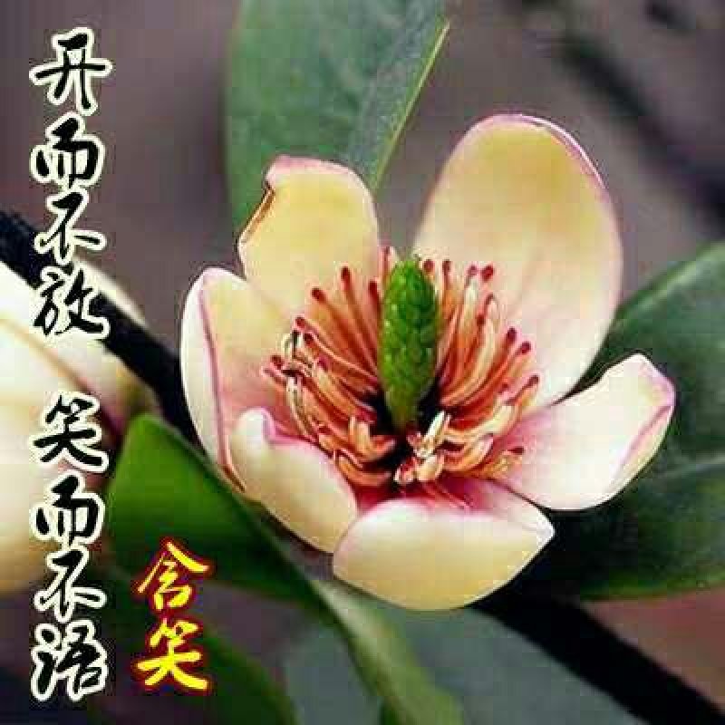 含笑花盆栽树苗室内阳台浓香型带花苞香蕉花庭院四季开花耐寒