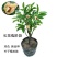 含笑花盆栽树苗室内阳台浓香型带花苞香蕉花庭院四季开花耐寒