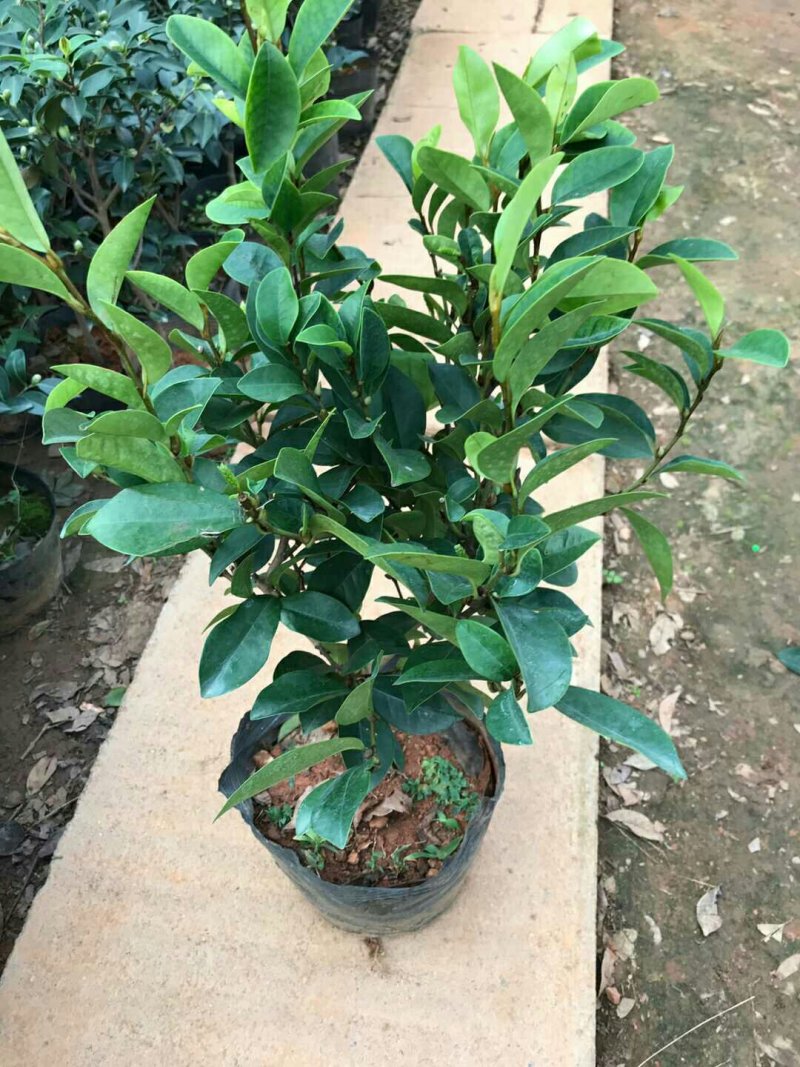 含笑花盆栽树苗室内阳台浓香型带花苞香蕉花庭院四季开花耐寒