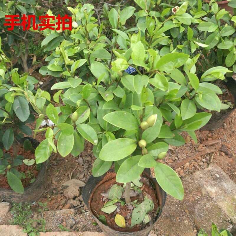 含笑花盆栽树苗室内阳台浓香型带花苞香蕉花庭院四季开花耐寒