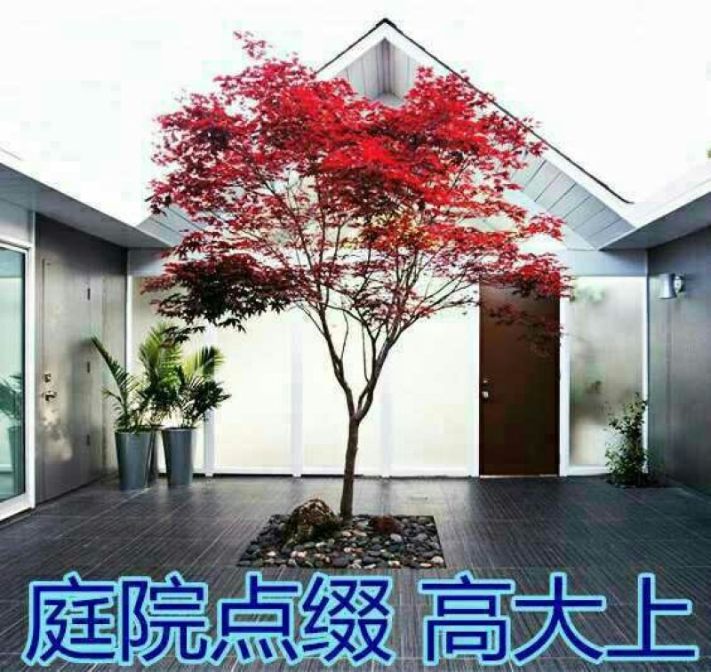 日本红枫美国红枫特别好养好活