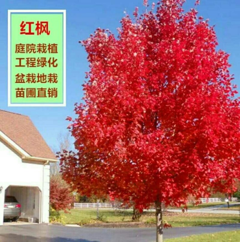 日本红枫美国红枫特别好养好活