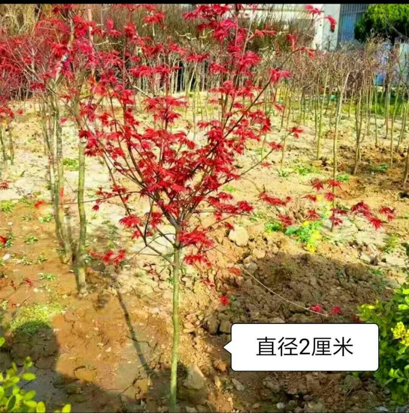 日本红枫美国红枫特别好养好活