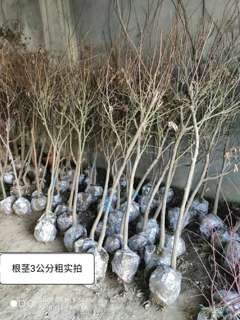 日本红枫美国红枫特别好养好活