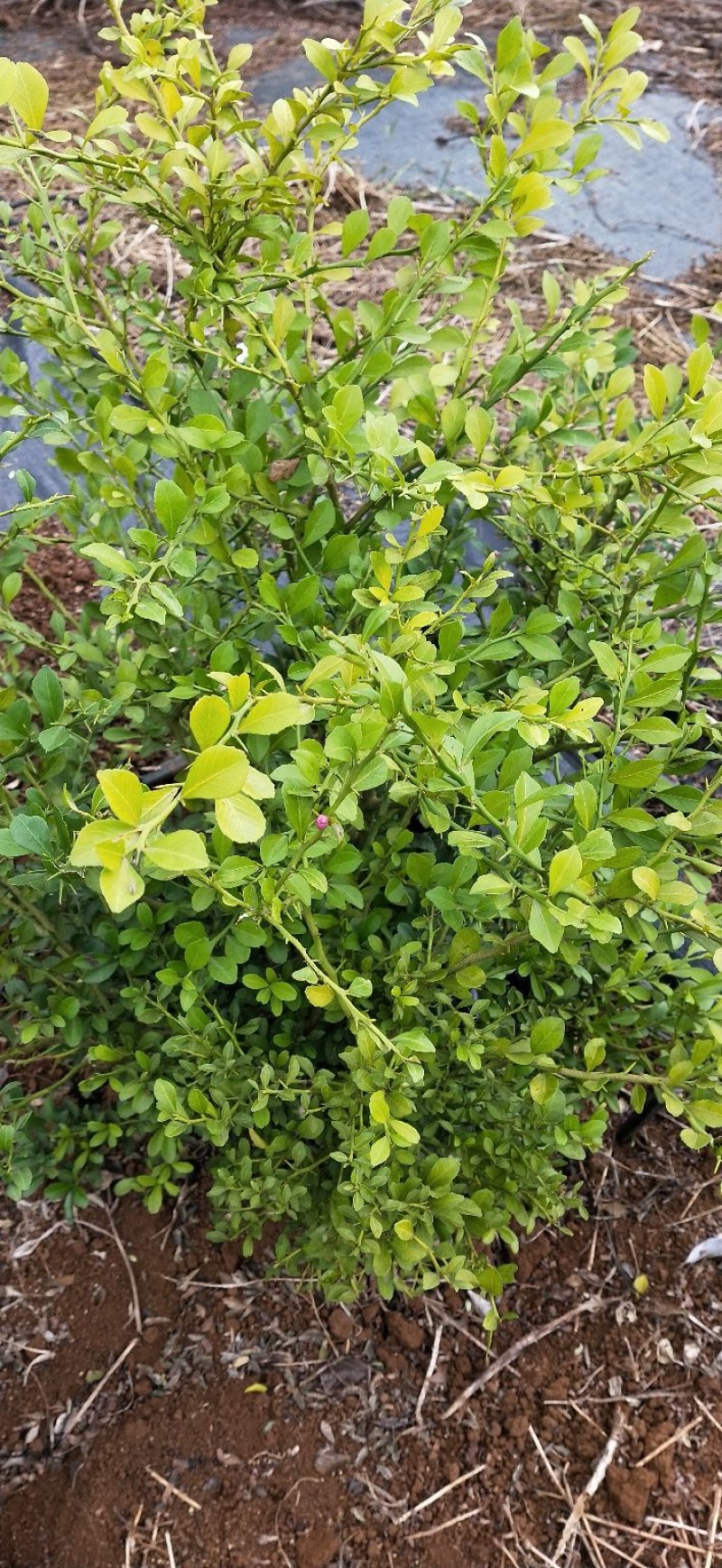 柠檬种苗手指柠檬苗嫁接苗包邮包邮