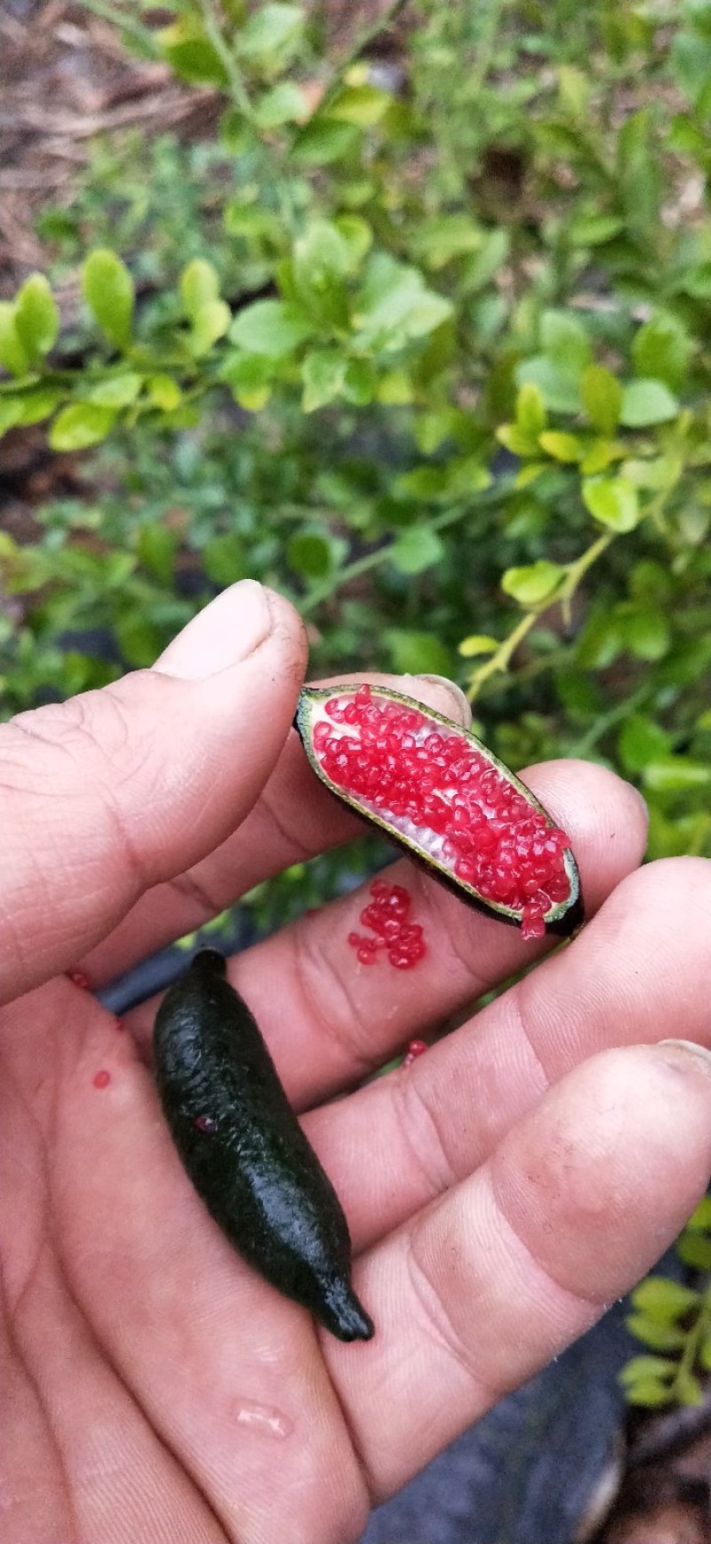 柠檬种苗手指柠檬苗嫁接苗包邮包邮