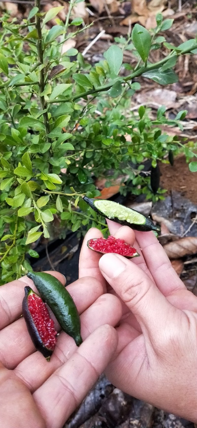 柠檬种苗手指柠檬苗嫁接苗包邮包邮
