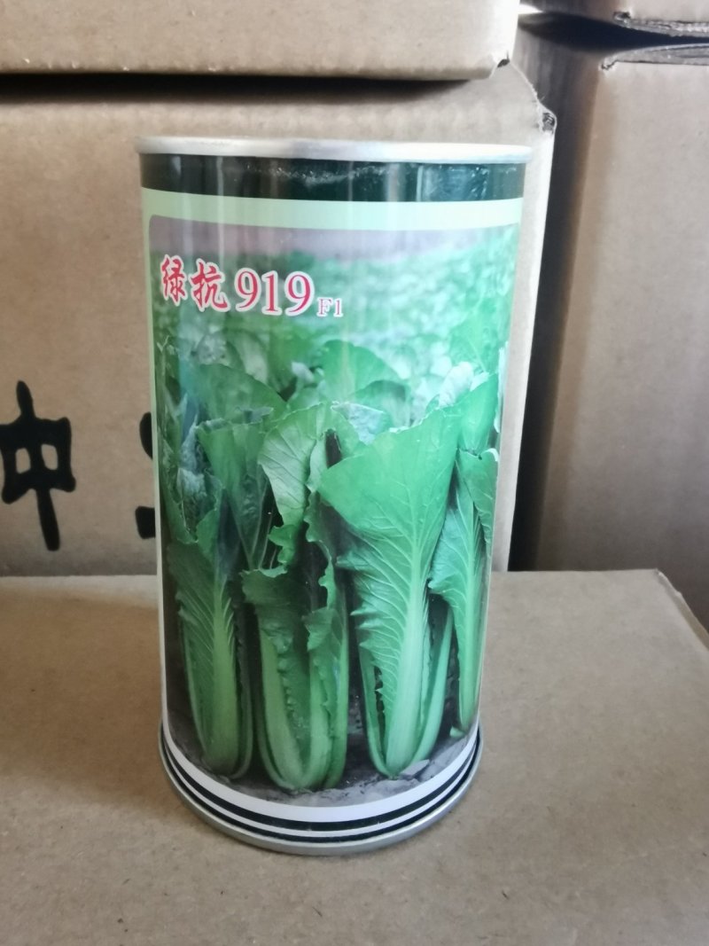 青梗无毛小白菜菜园基地蔬菜小白菜种子生长速度快高抗