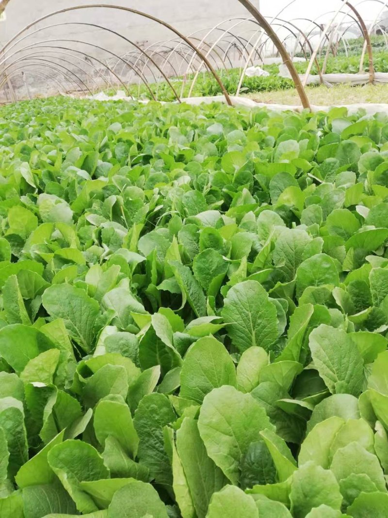 青梗无毛小白菜菜园基地蔬菜小白菜种子生长速度快高抗