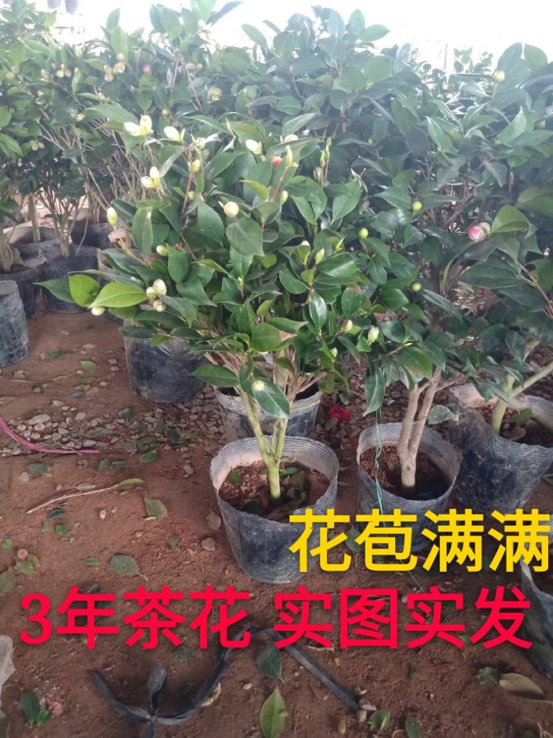 七芯茶花精美花卉送营养粉包邮