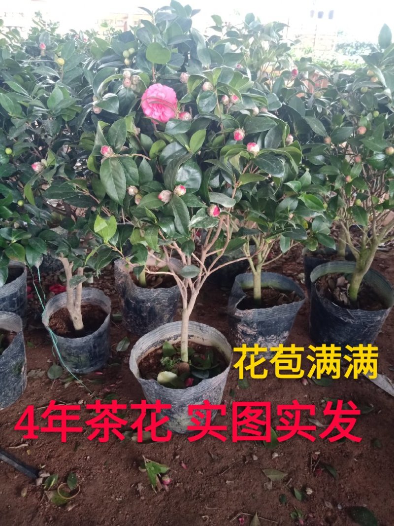 七芯茶花精美花卉送营养粉包邮