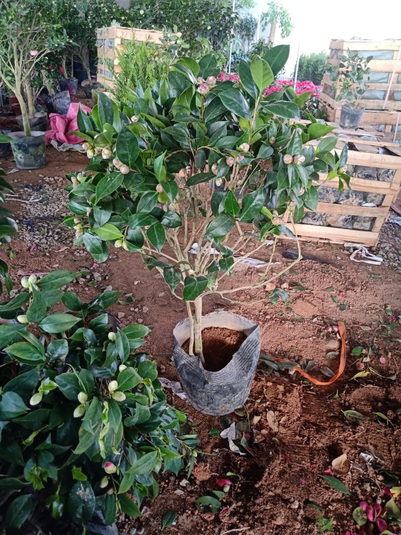 七芯茶花精美花卉送营养粉包邮