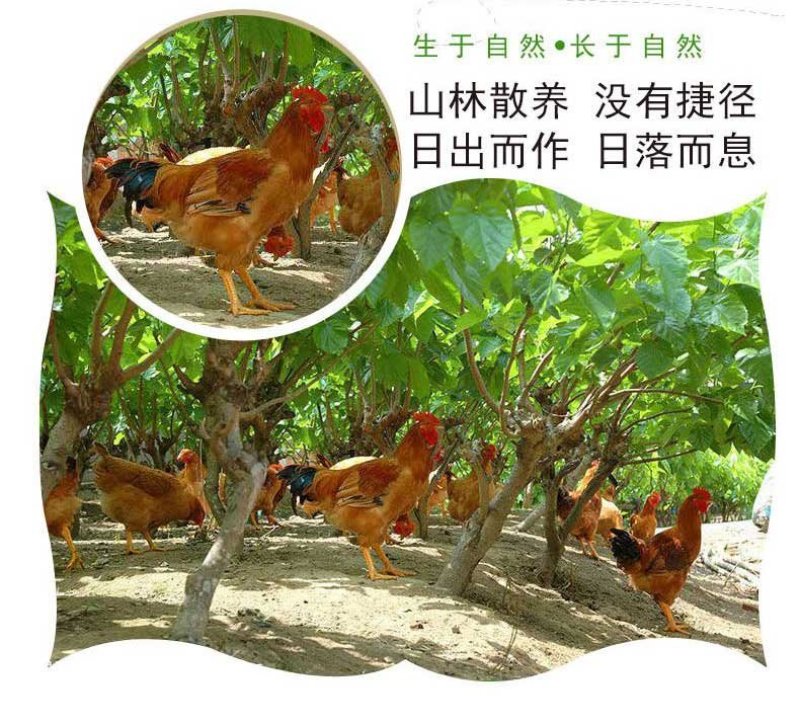 【一件代发】顺丰包邮正宗土鸡蛋山林散养土鸡蛋新鲜柴鸡蛋
