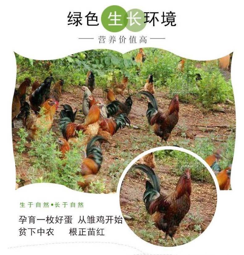 【一件代发】顺丰包邮正宗土鸡蛋山林散养土鸡蛋新鲜柴鸡蛋