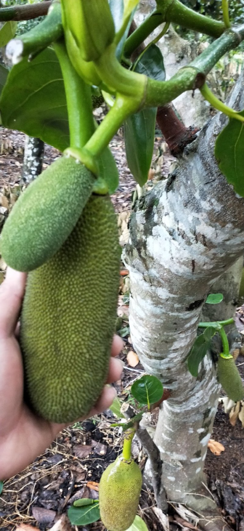 【有优惠】菠萝蜜苗泰国红肉菠萝蜜苗包邮
