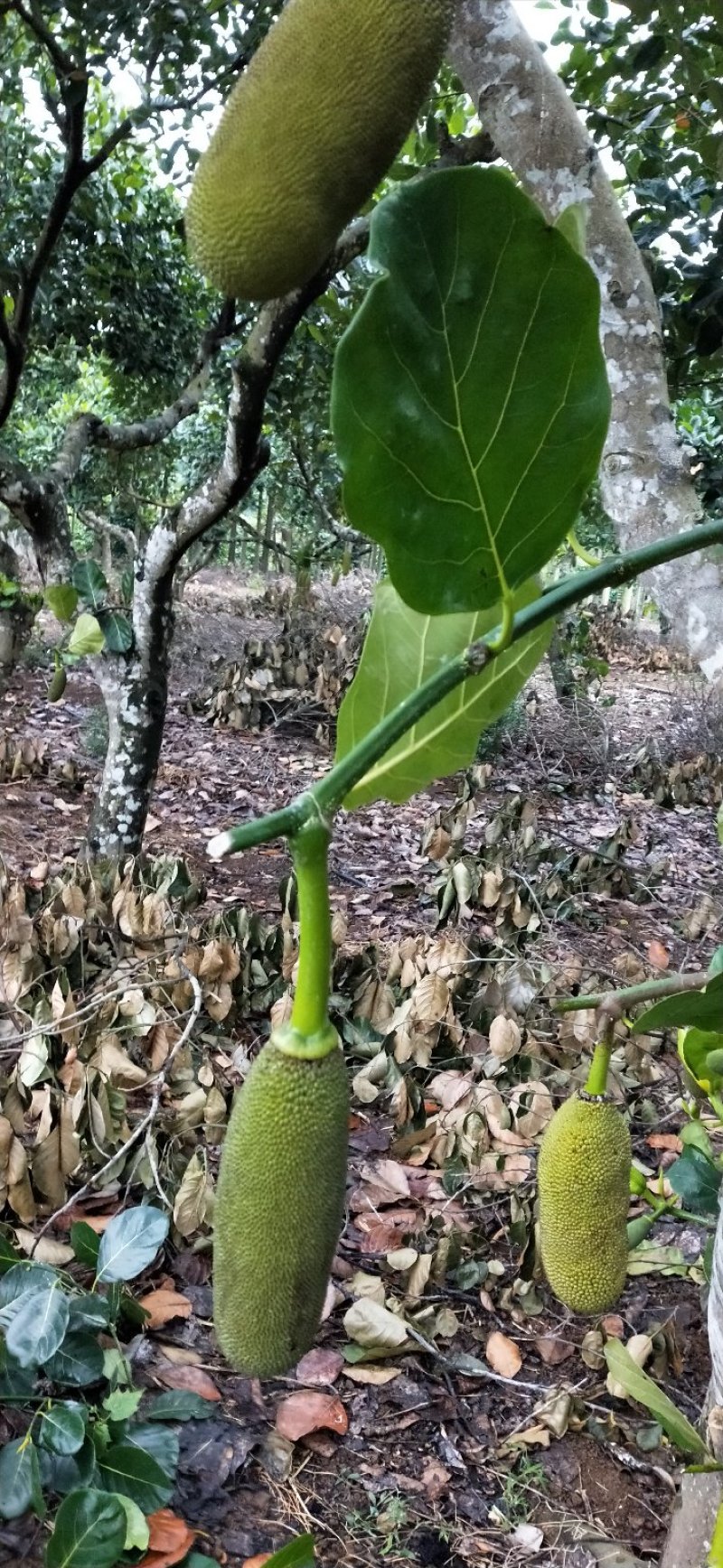【有优惠】菠萝蜜苗泰国红肉菠萝蜜苗包邮
